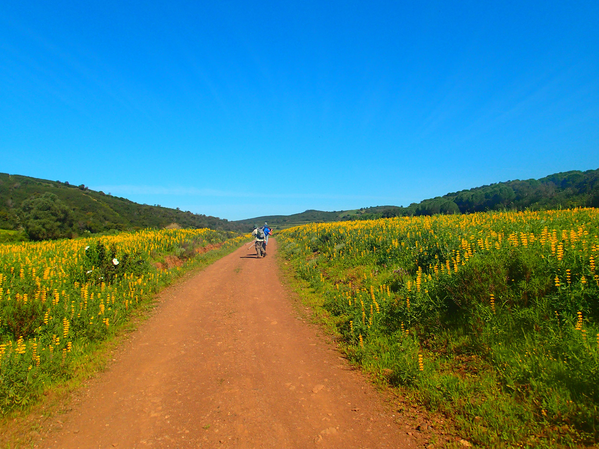 Via Algarviana / Walking