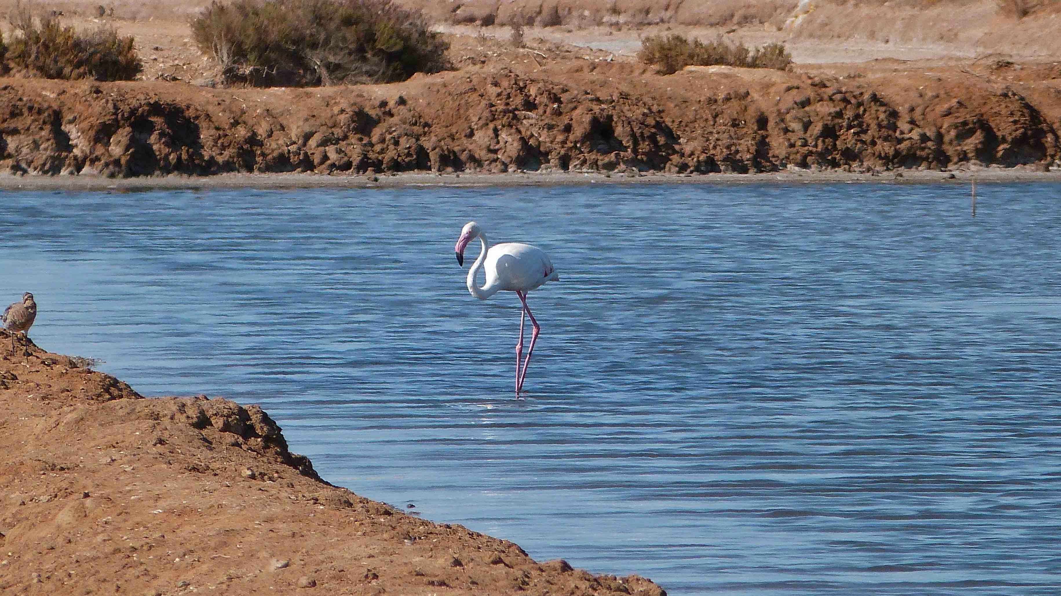 Nos trilhos da Ria Formosa