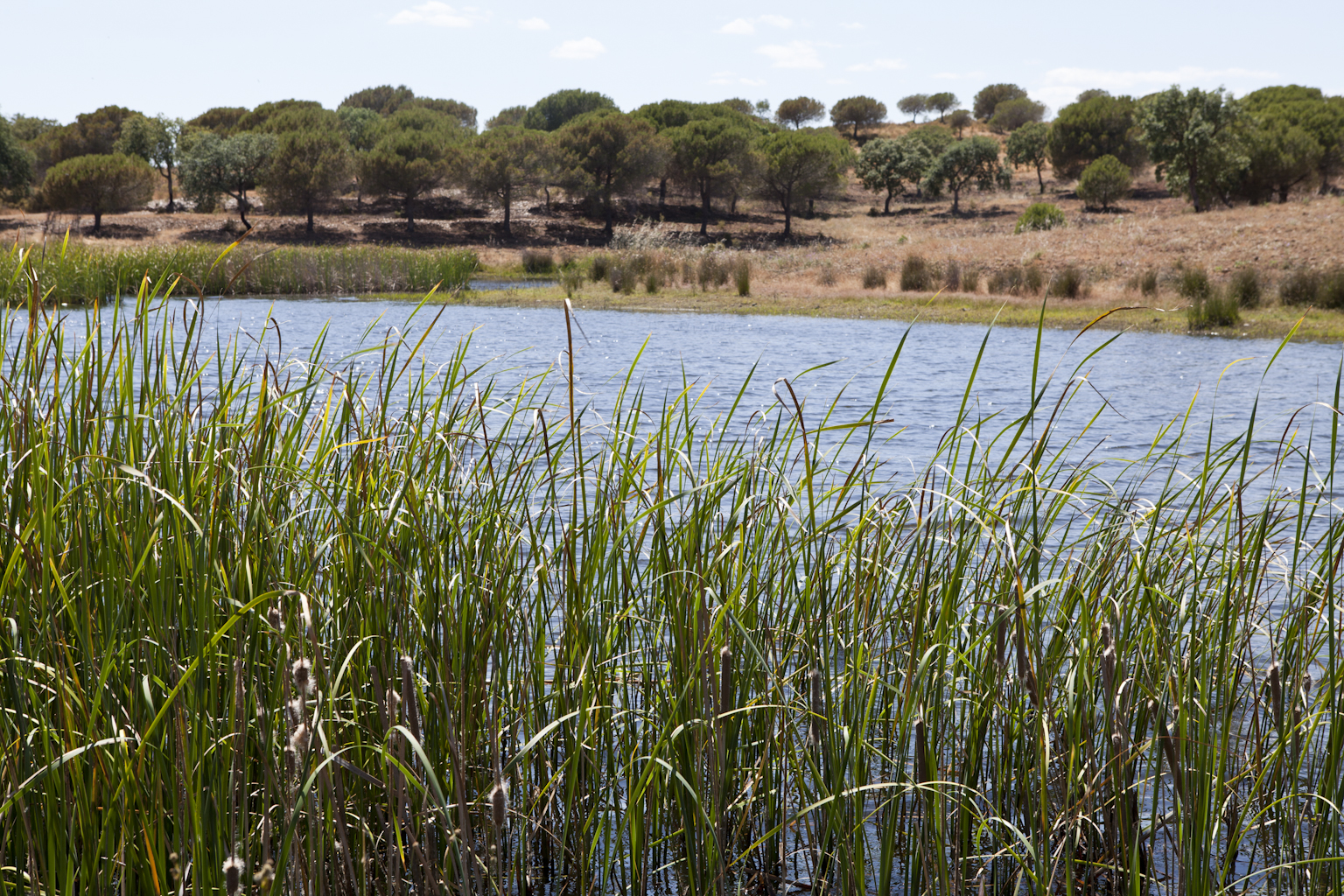 Do Barrocal à Beira Guadiana