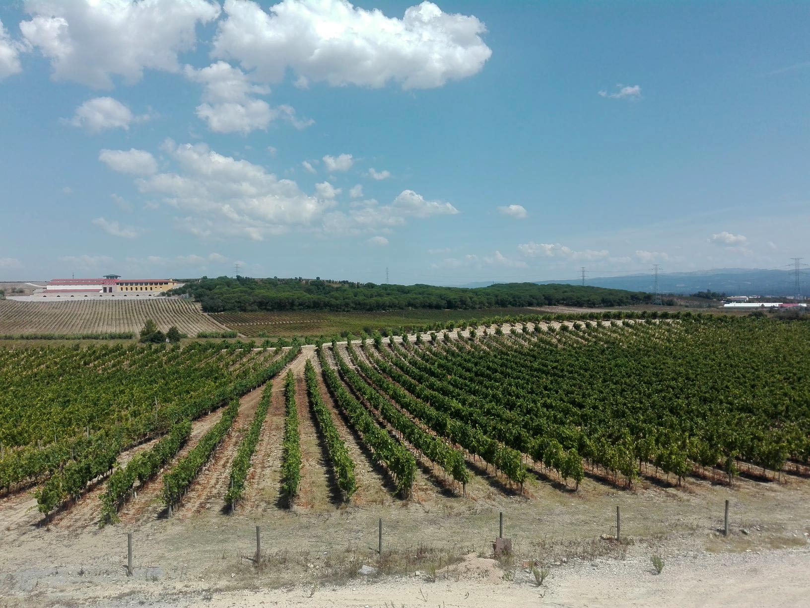 Bairrada_Wine