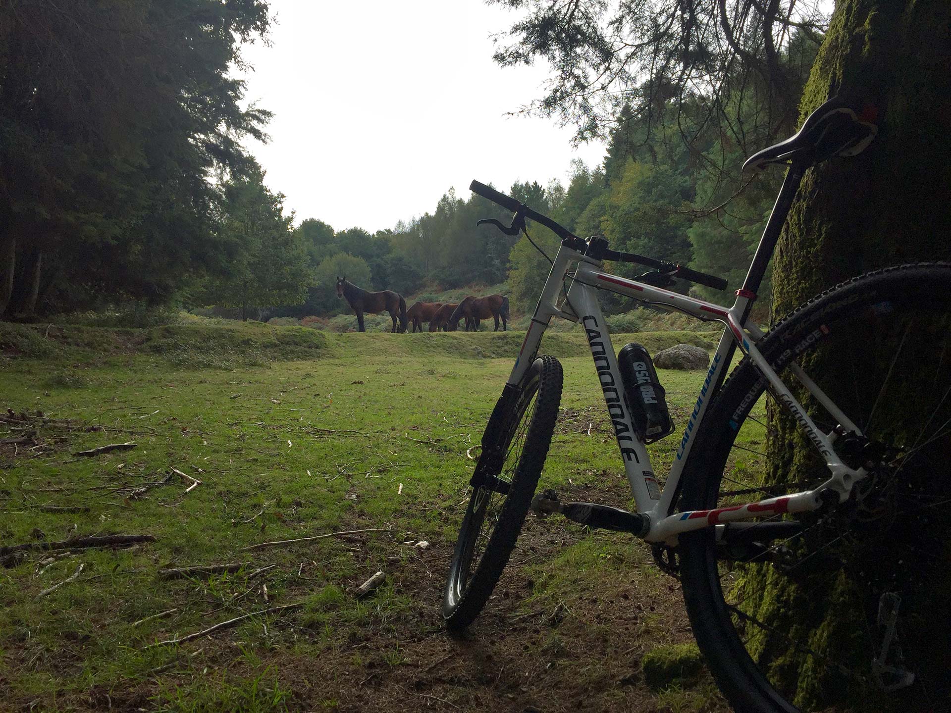 MTB - Corno do Bico Woods