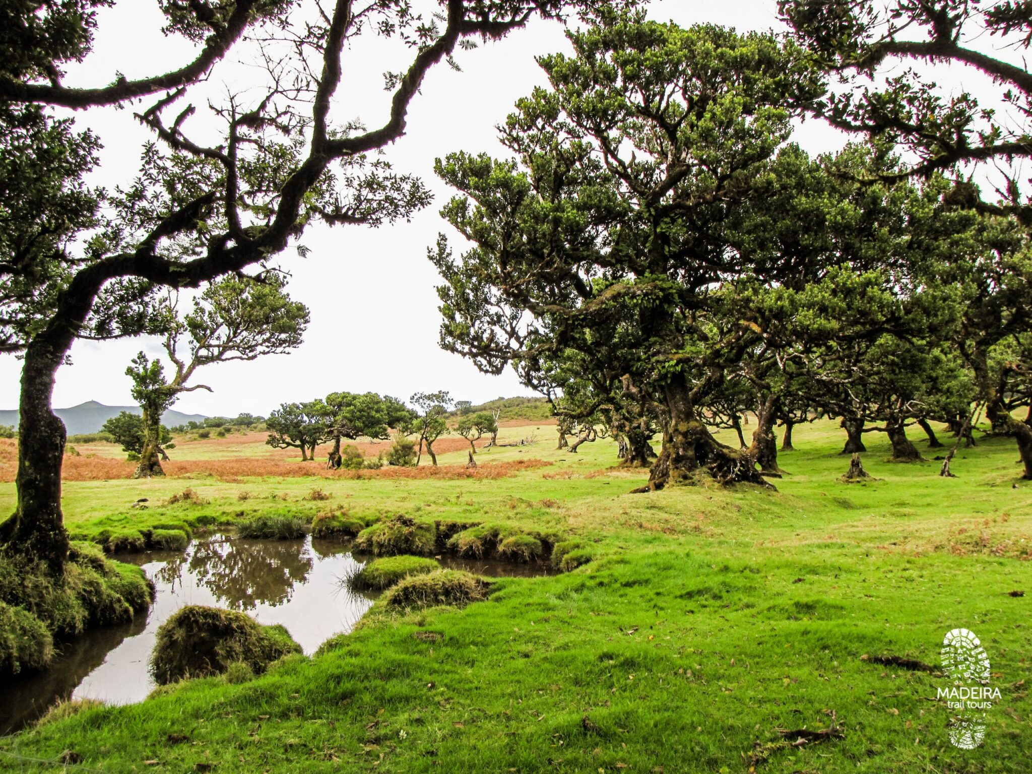 Fanal e Levada dos Cedros