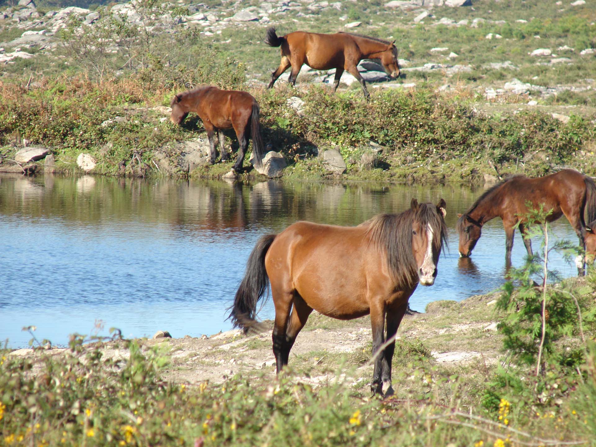 Peneda Gerês Natureza e Vida Selvagem