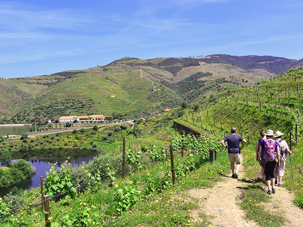 Caminhada nas Regiões Vitivinícolas do Douro e Vinho Verde | Guiado