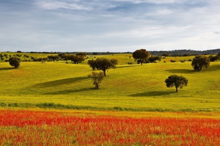 Gastronomia & Vinhos no Alentejo