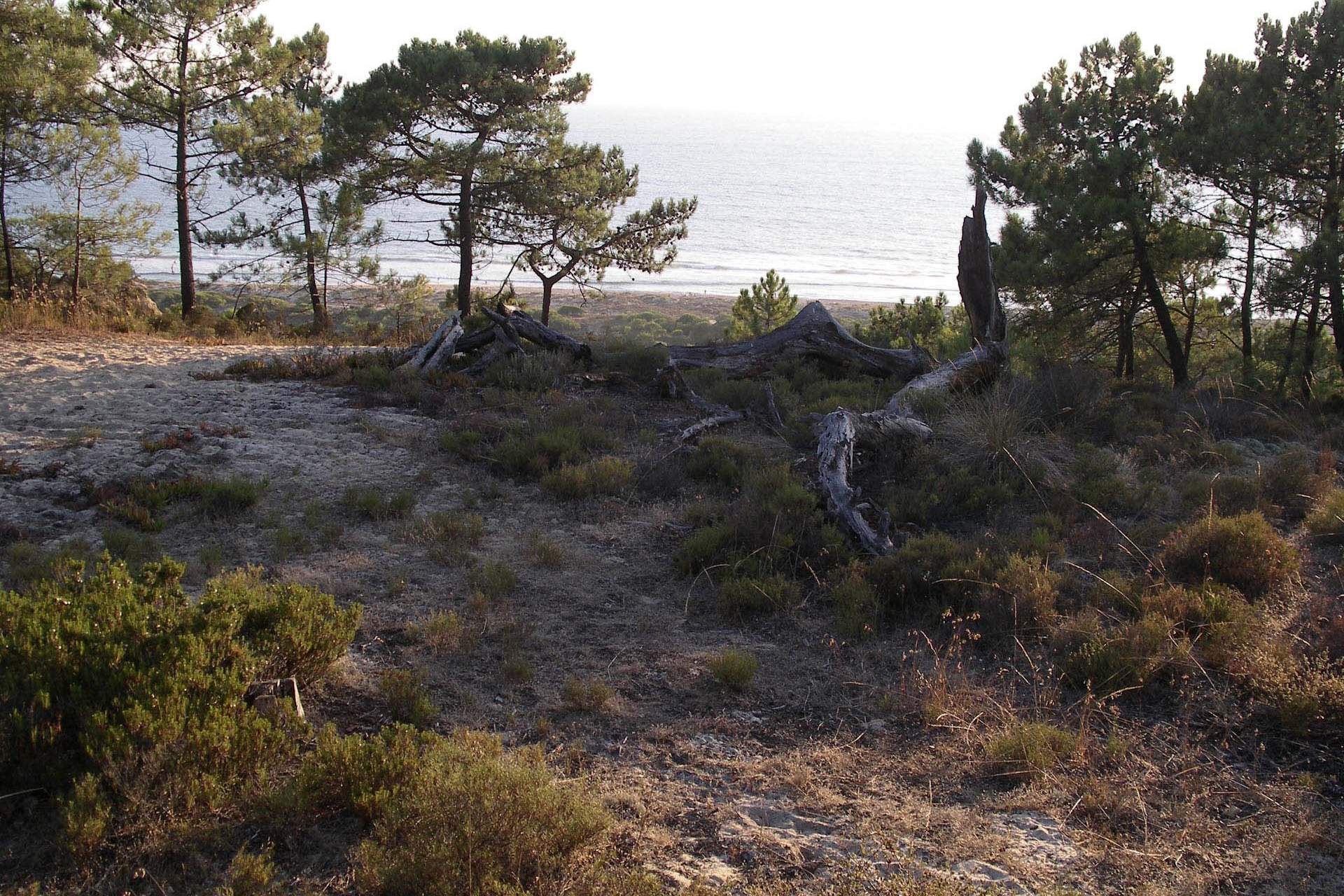Percurso do Centro de Interpretação da Mata dos Medos - Paisagem Protegida da Arriba Fóssil da Costa da Caparica