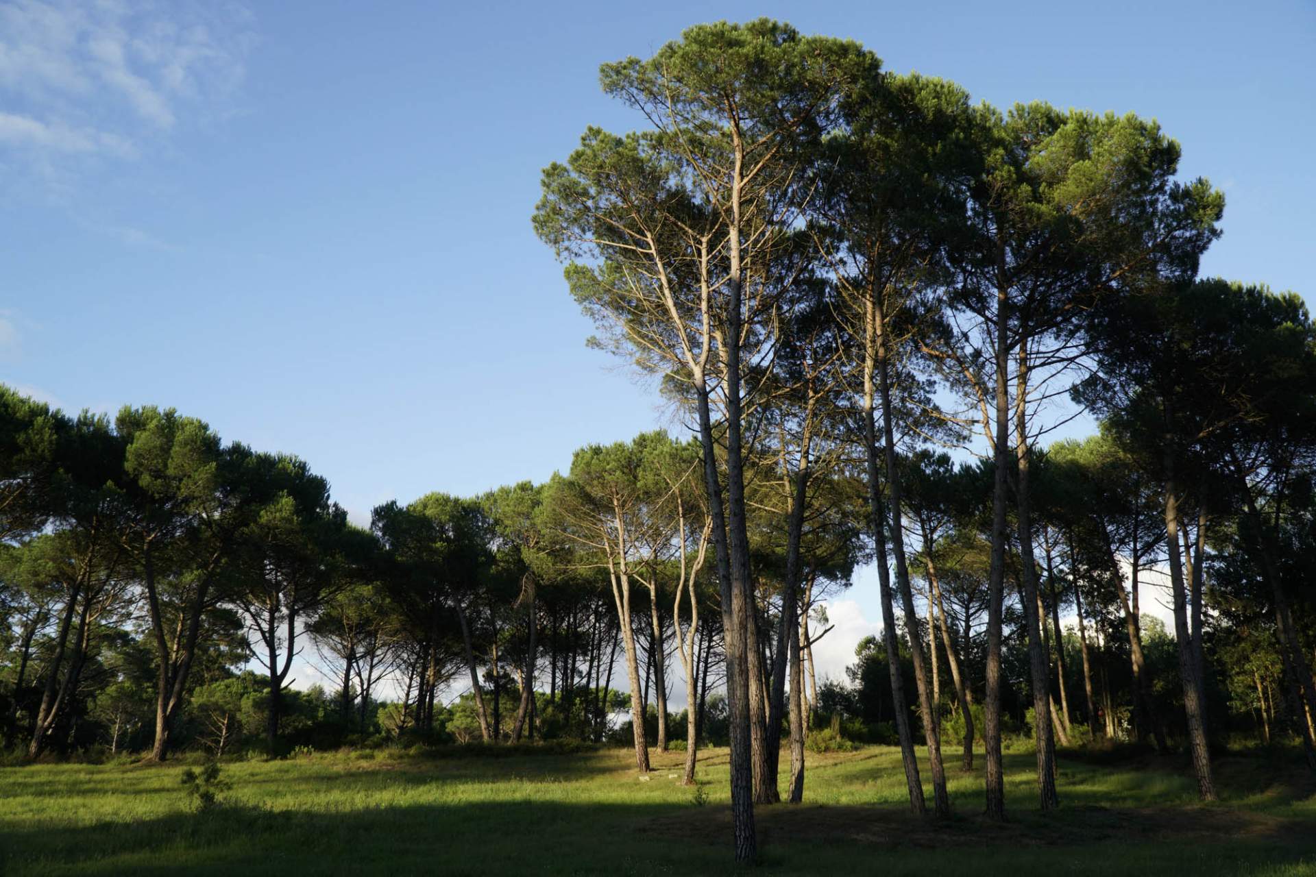 Sangalhos (Anadia) » Palhaça (Oliveira do Bairro)