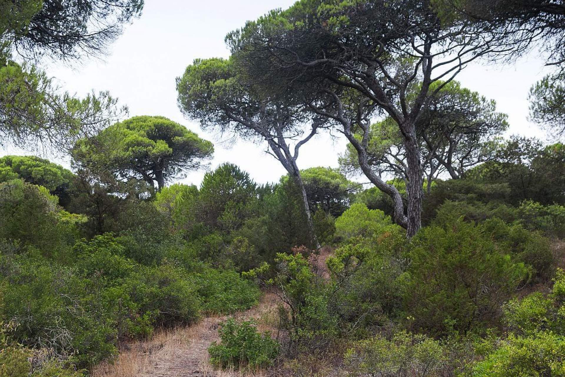 Percurso Azul da Mata dos Medos - Paisagem Protegida da Arriba Fóssil da Costa da Caparica