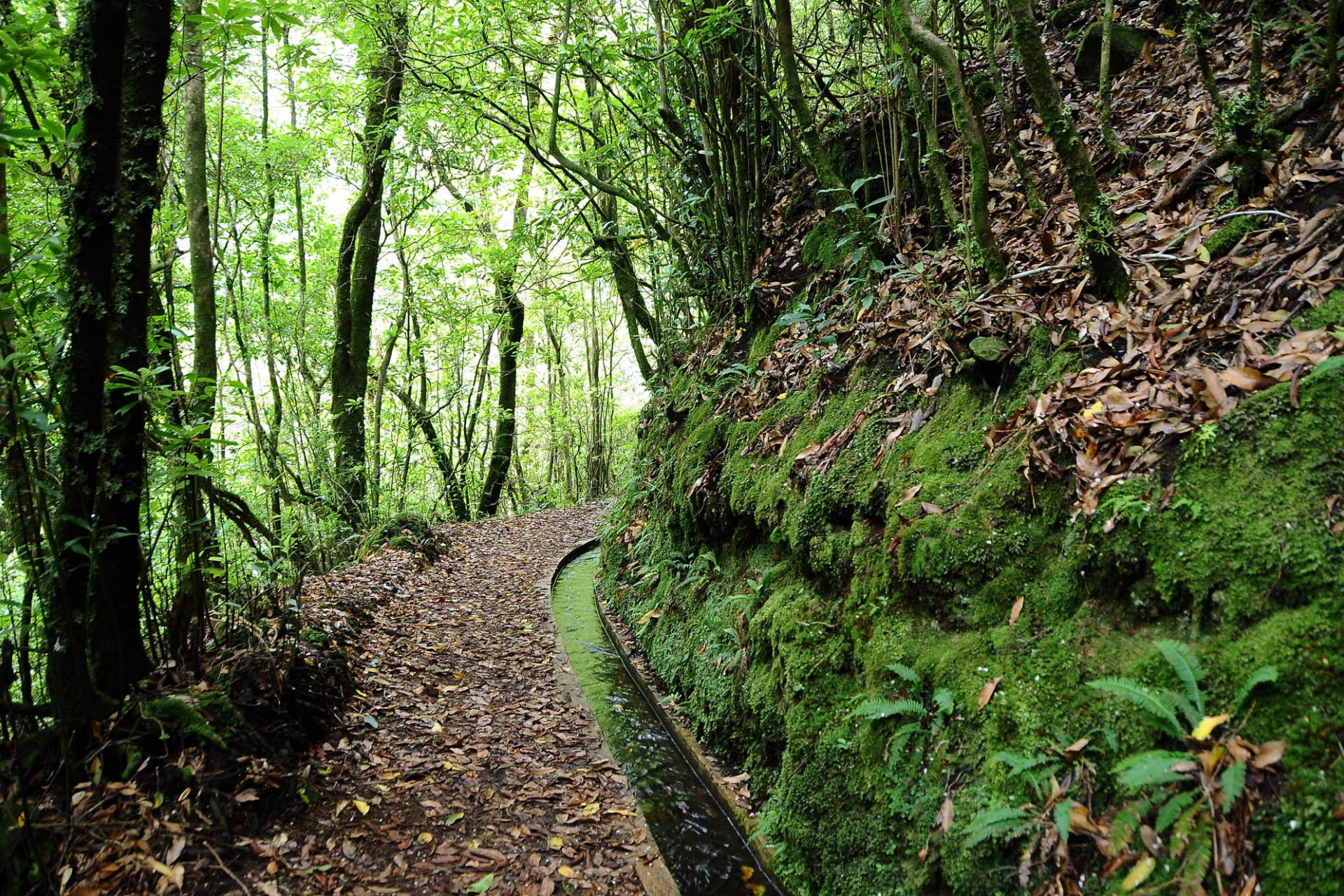 Levada dos Cedros