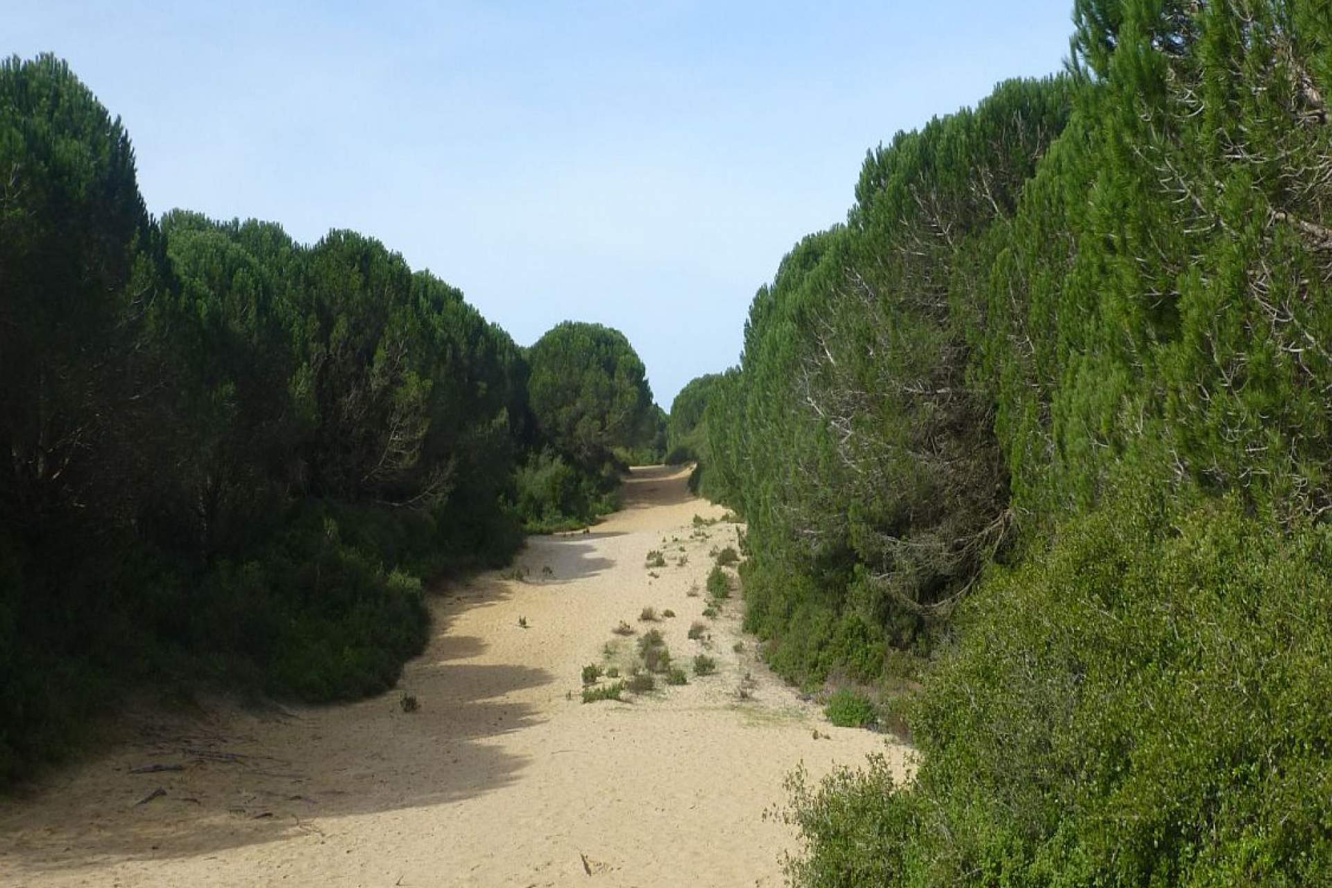 Percurso Verde da Mata dos Medos - Paisagem Protegida da Arriba Fóssil da Costa da Caparica
