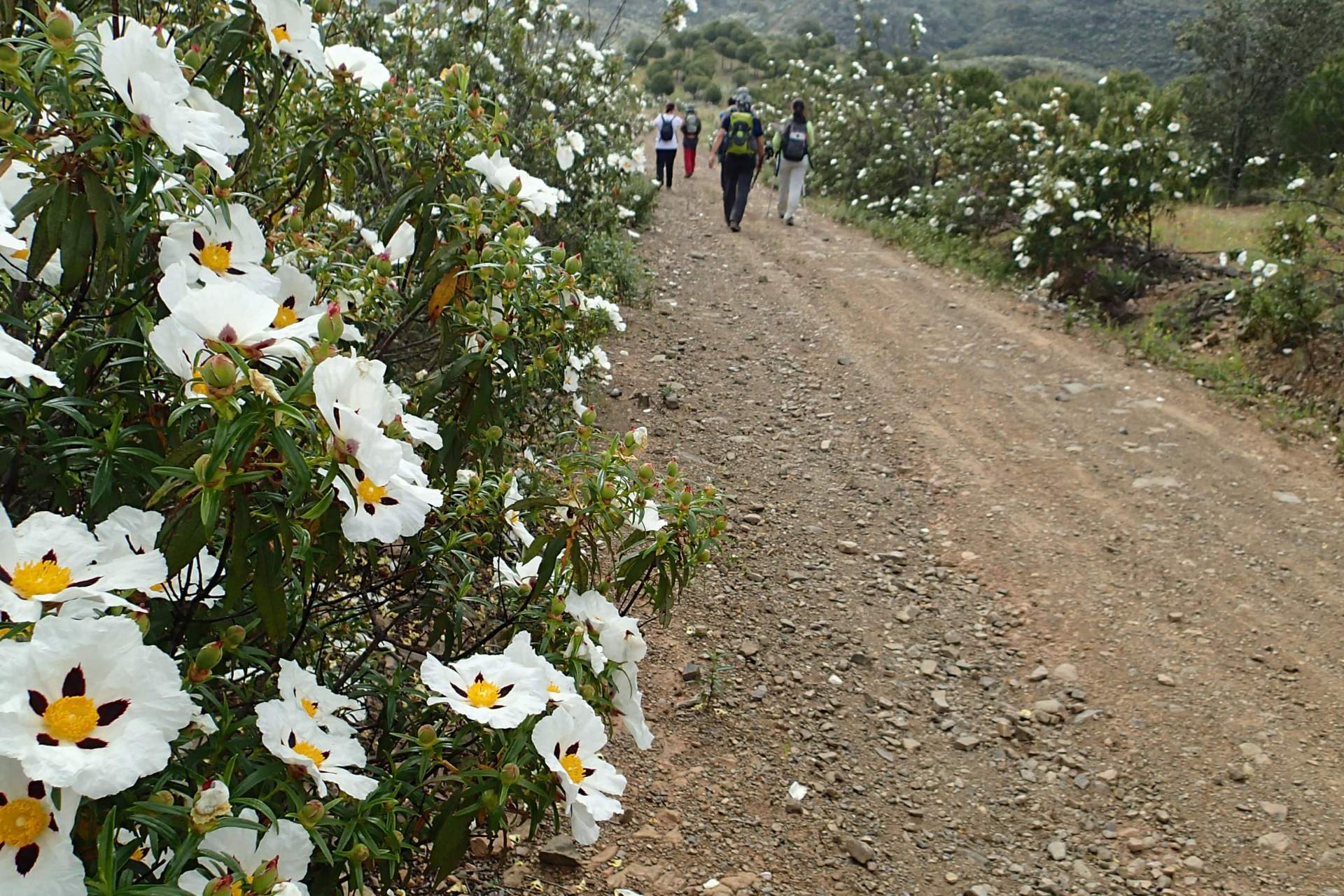 Setor 3 - Furnazinhas a Vaqueiros / Walking