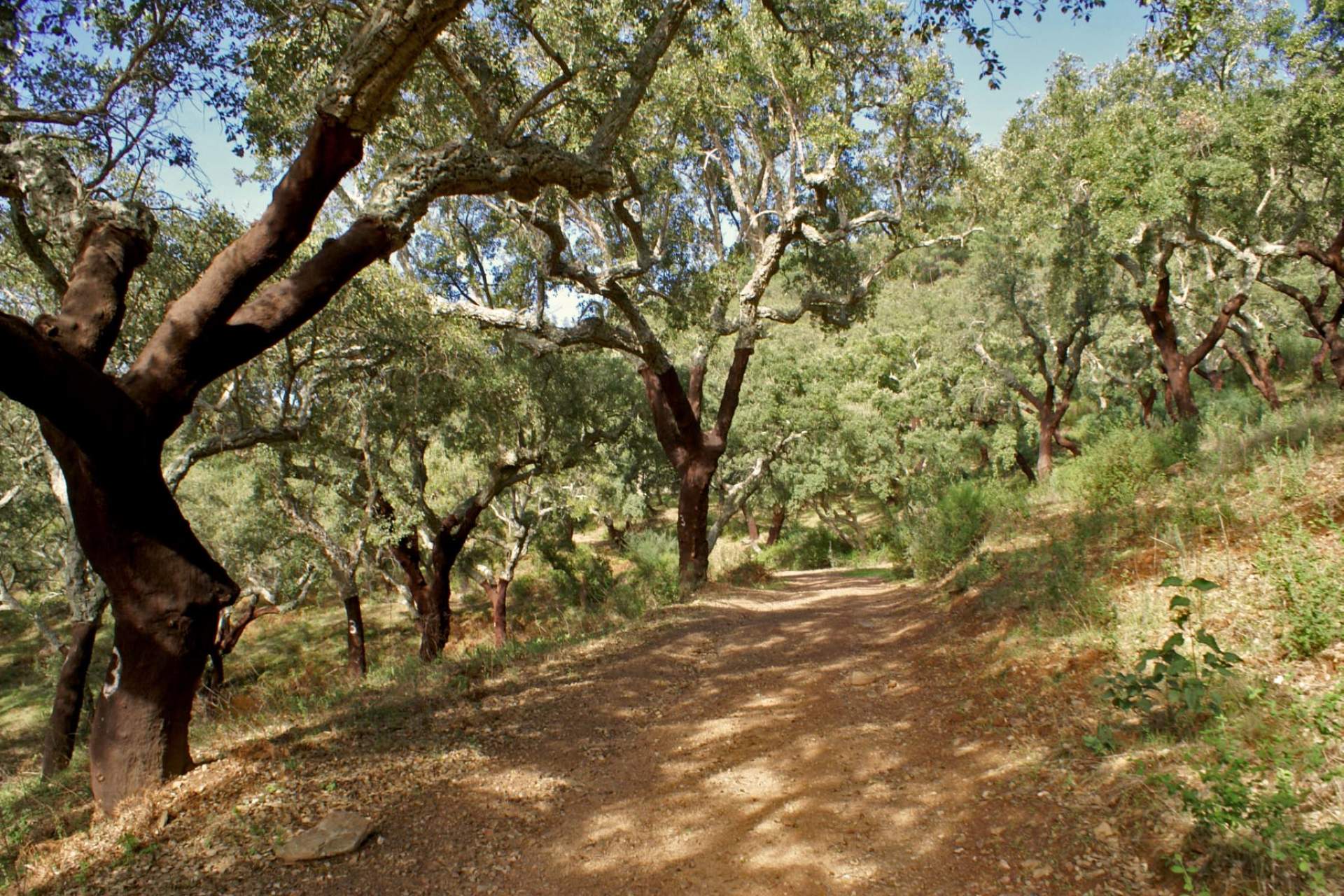 Eremitas da Serra d'Ossa