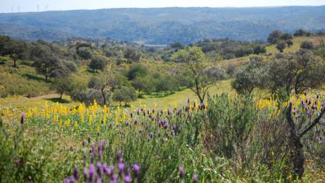 Rota do Guadiana / Walking