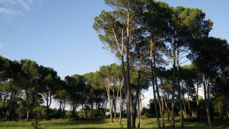 Sangalhos (Anadia) » Palhaça (Oliveira do Bairro)