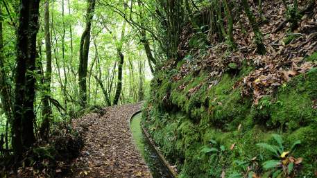 Levada dos Cedros
