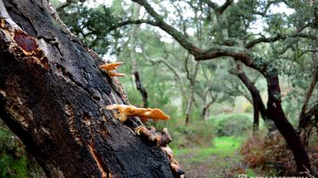 Rota Vicentina / Walking