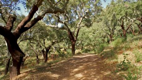 Eremitas da Serra d'Ossa