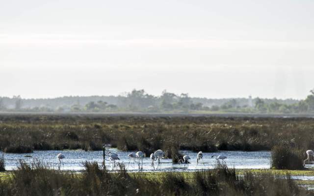 Grande Rota da Ria de Aveiro - Percurso Azul