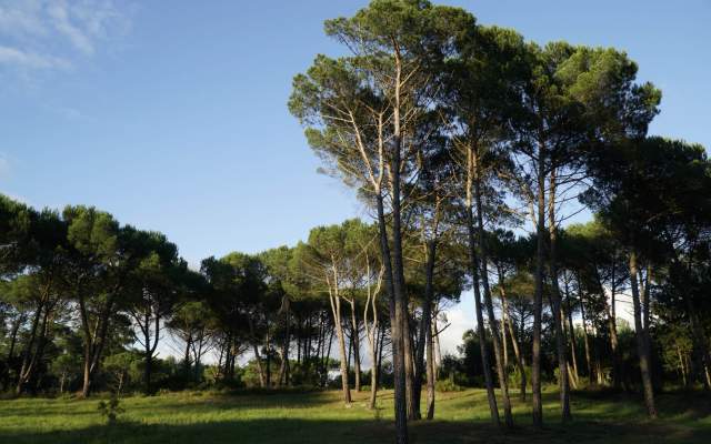Sangalhos (Anadia) » Palhaça (Oliveira do Bairro)
