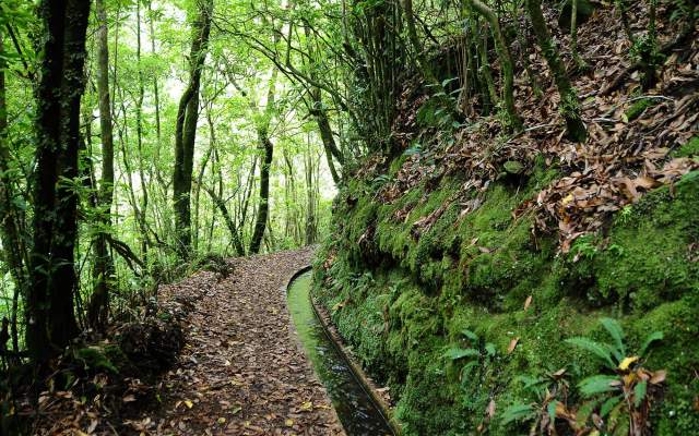 Levada dos Cedros