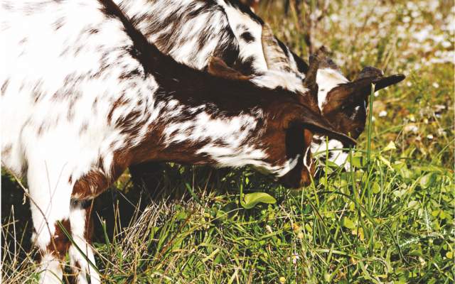 Caminhos da Cabra Algarvia / Walking