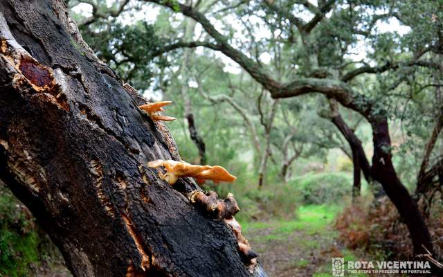 Rota Vicentina / Walking