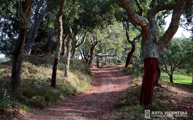 Rota Vicentina / Walking